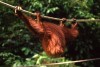 Orangutan at Sepilok Rehabilitation Centre

Trip: Brunei to Bangkok
Entry: Trying to reach Sepilok
Date Taken: 23 Nov/03
Country: Malaysia
Taken By: Laura
Viewed: 2178 times
Rated: 8.5/10 by 2 people